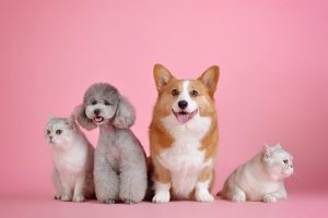 Dierenwinkel in Best met uitgebreid assortiment voeding, speelgoed en verzorgingsproducten voor alle huisdieren