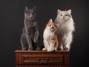 Interieur van dierenspeciaalzaak in Rijssen met grote selectie voeding, speelgoed en verzorgingsproducten voor huisdieren